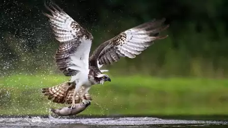 An osprey catches a fish from the water. The bird spreads its wings wide as it rises with its catch in a splashing motion.
