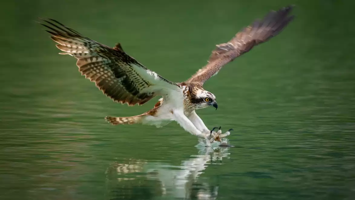 An osprey flying over calm water, ready to extend its talons for prey.