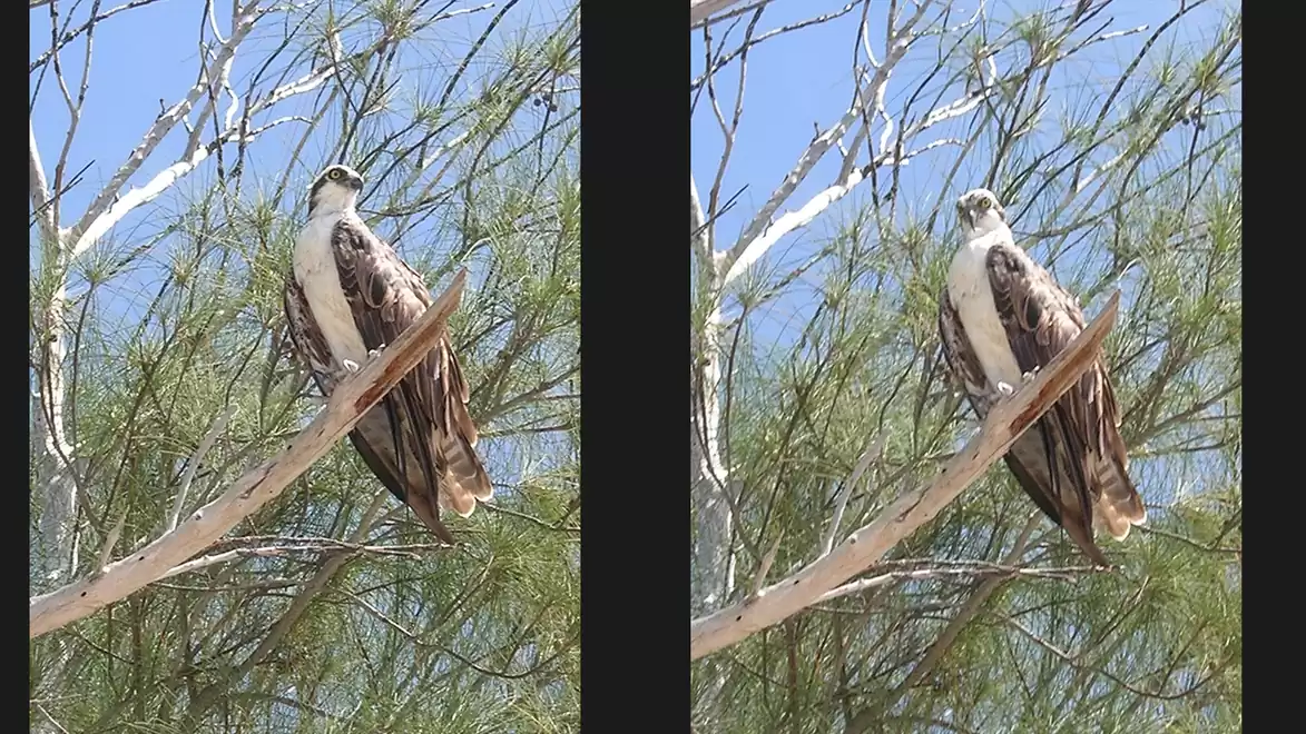 An osprey perched on a branch in a tree, surrounded by thin branches and blue sky.