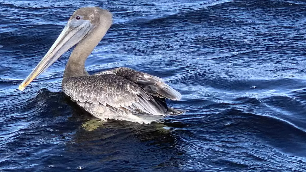 A grey pelican is swimming on the deep blue water, with the sky reflecting on the surface.