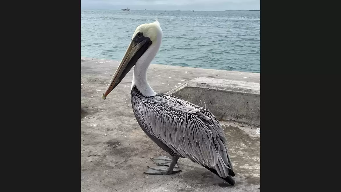 A large pelican stands on a concrete surface near the water, featuring detailed plumage and a long beak.