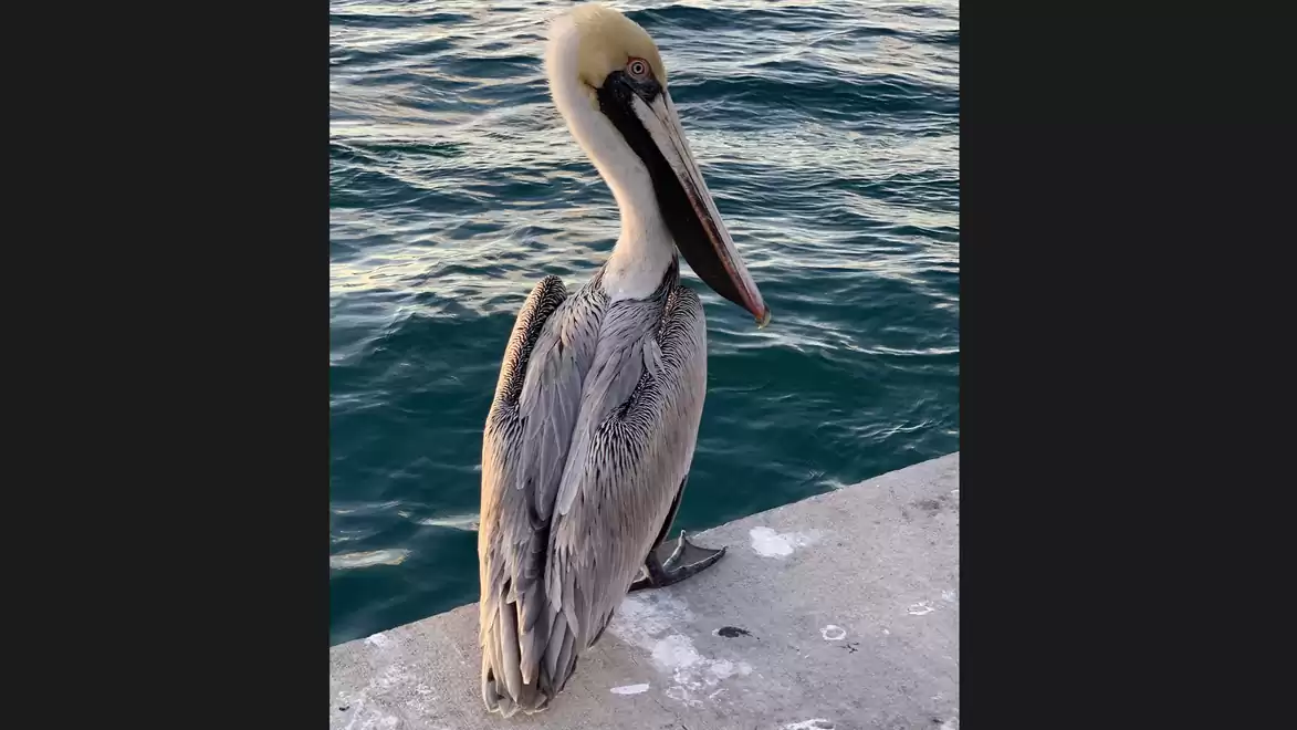 A pelican sitting on a concrete pier with the sea in the background.