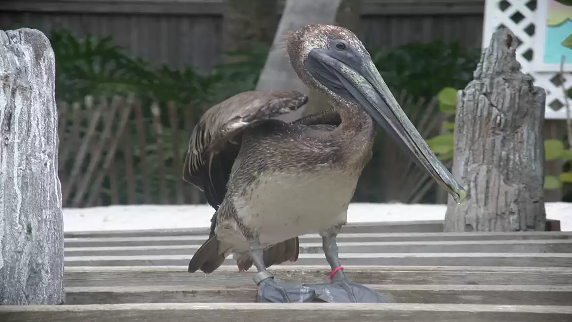 A pelican stands on a wooden floor with visible plants and fences in the background.