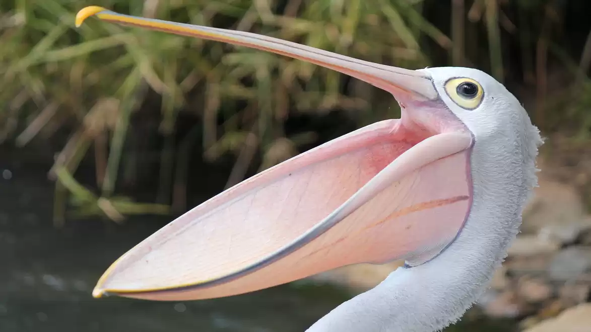 A pelican with a wide open beak against a backdrop of plants.