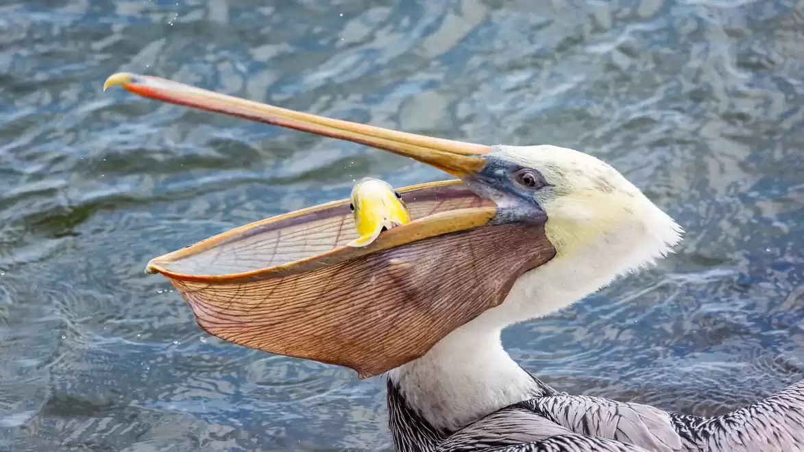 A pelican with gray and white feathers holds a fish in its beak while swimming on the water.