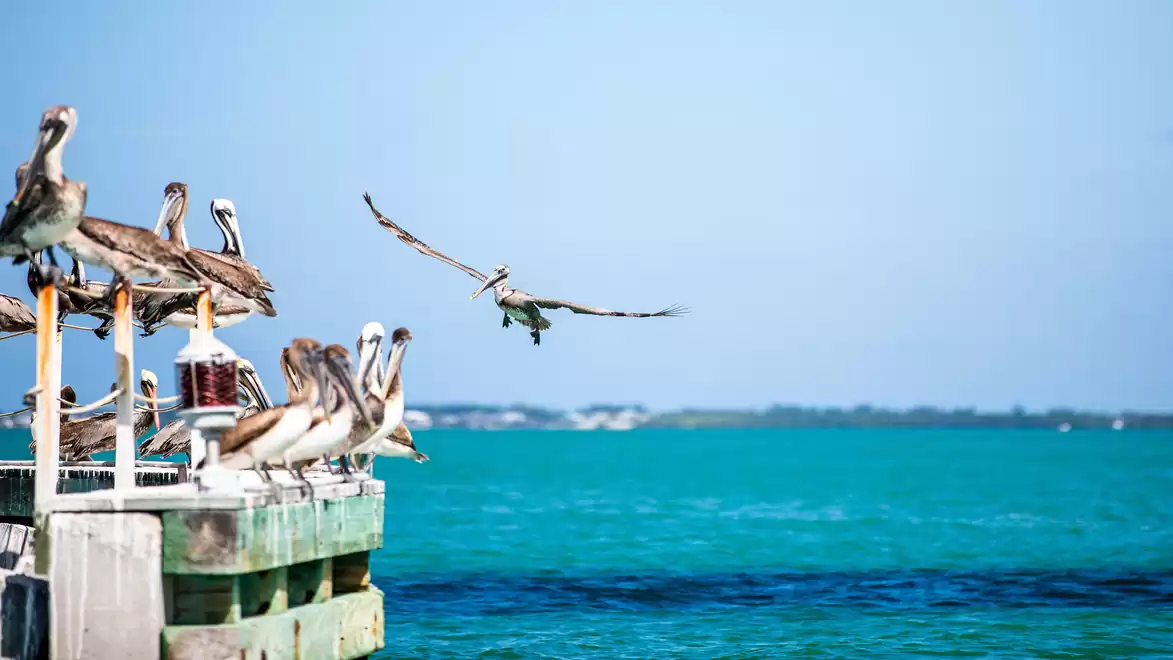 Pelicans resting on a pier with turquoise sea in the background, one pelican is in flight.
