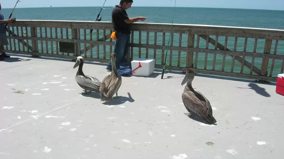 Three pelicans on a pier with a fisherman in the background overlooking a blue sea.