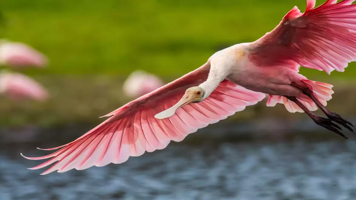 A roseate spoonbill flying over a pond with green grass in the background.