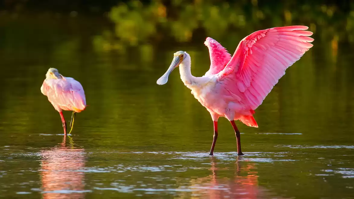 Two pink spoonbills standing in shallow water at sunset, one with wings extended.