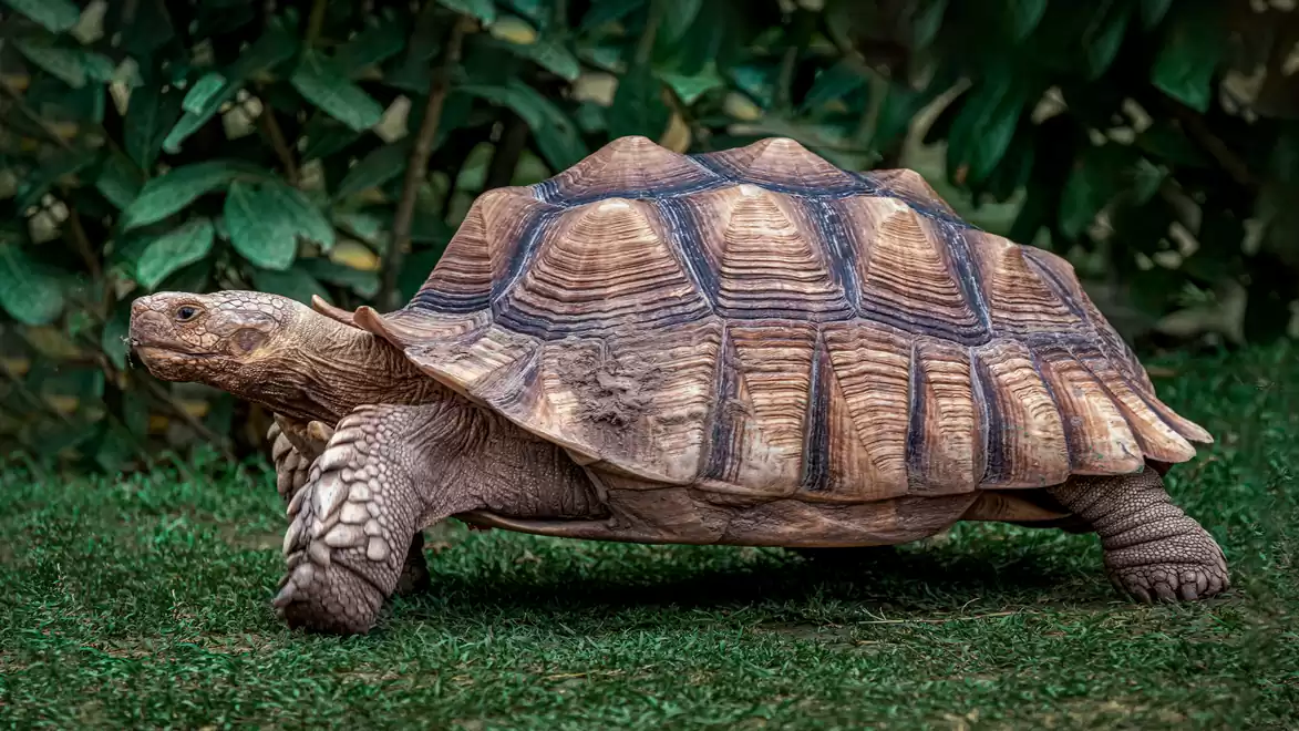 A large tortoise with a brown shell walking across a green grassy area, surrounded by leafy background.