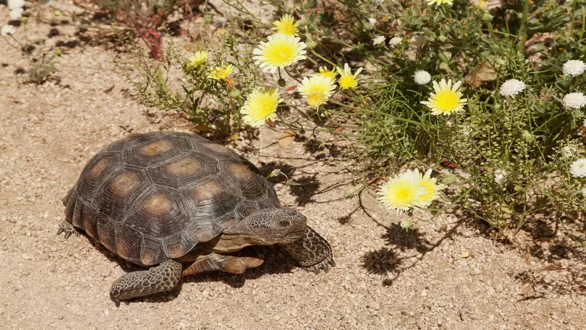 A tortoise moves on a dry, sandy ground next to a cluster of yellow and white flowers.