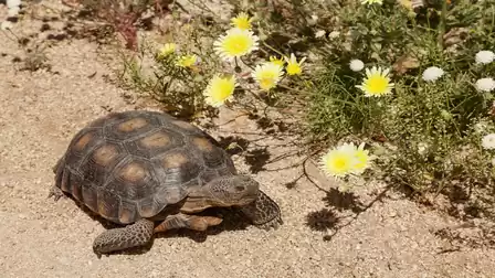 A tortoise moves on a dry, sandy ground next to a cluster of yellow and white flowers.