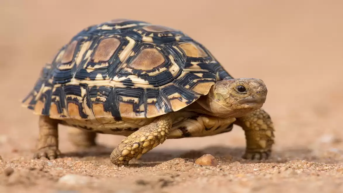 A young leopard tortoise walking on sandy ground in a sunny environment. Its shell has distinctive patterns.