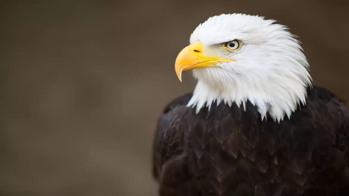 Close-up of a bald eagle with a sharp gaze looking into the distance, brown background.