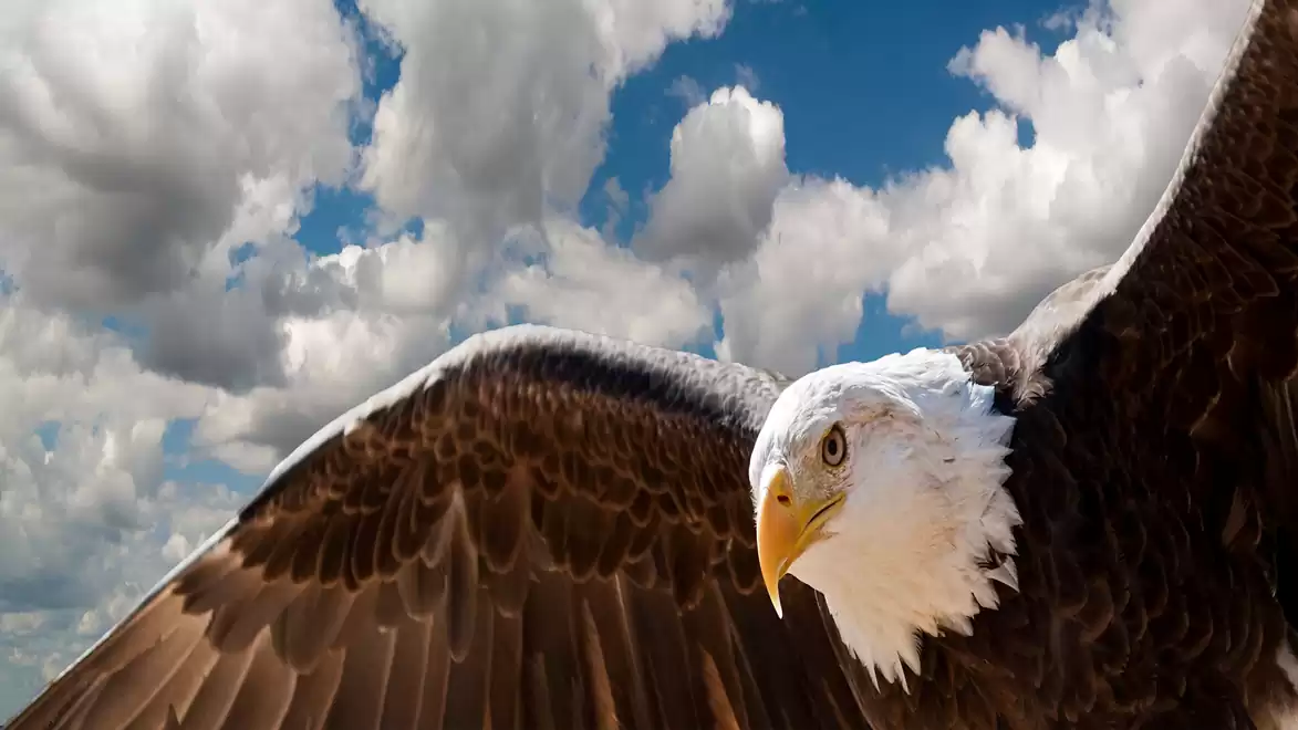 A majestic bald eagle flies with outstretched wings against a sky filled with clouds.