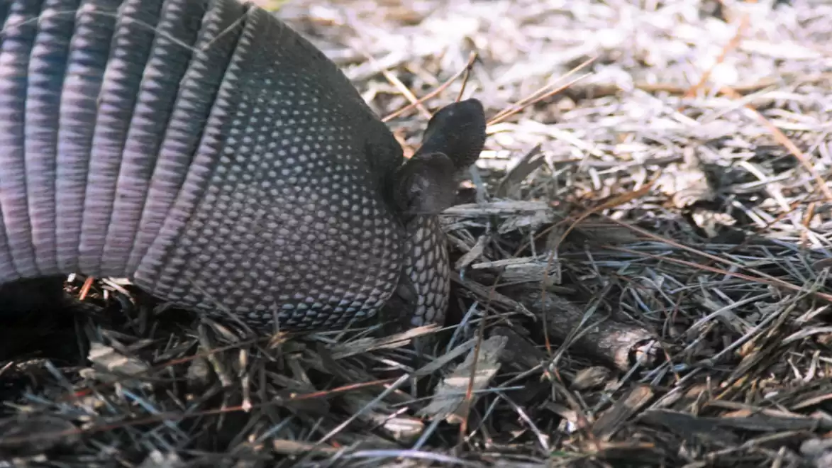 An armadillo digging in dry grass for food.