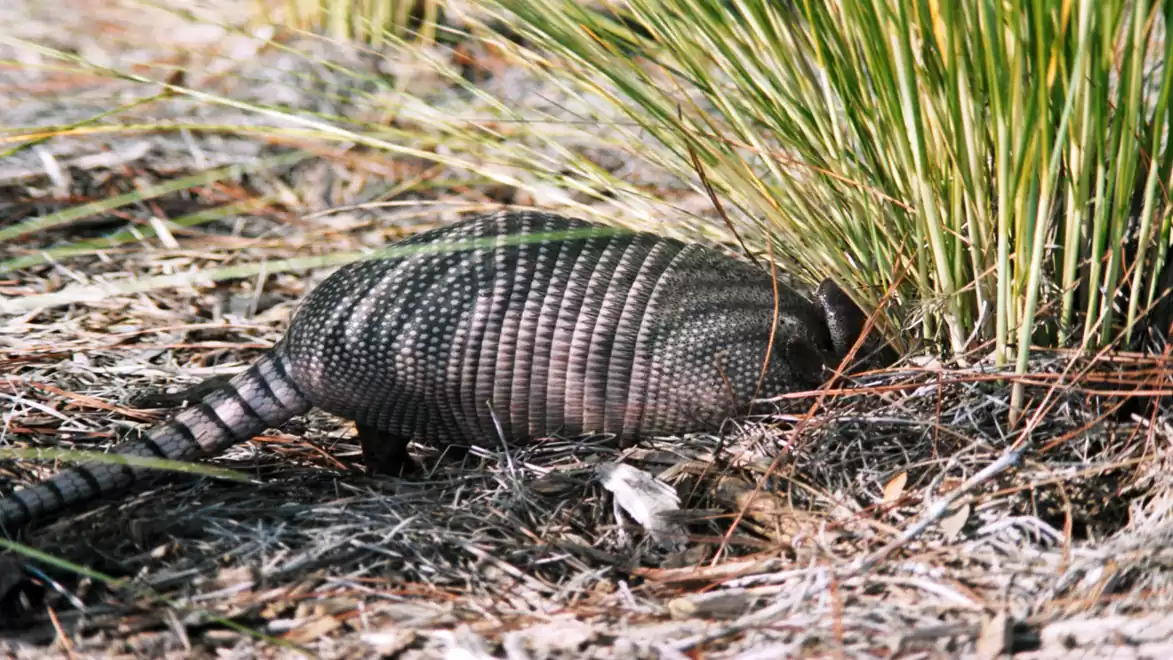 An armadillo crawls through dry grass near plants.