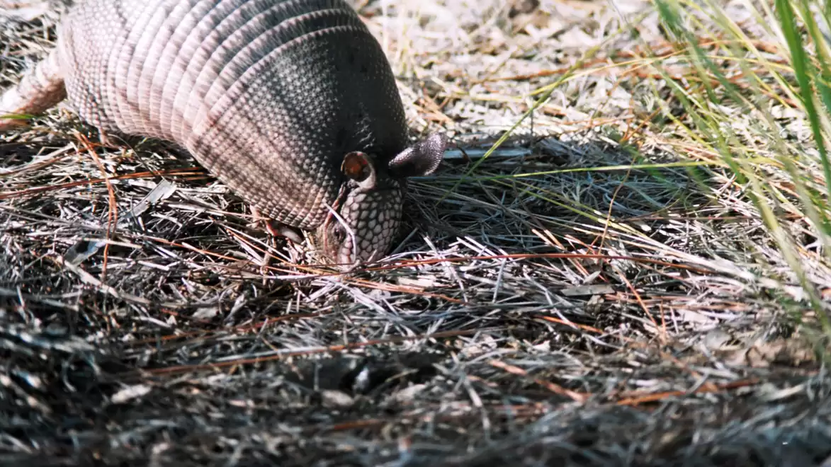 An armadillo forages for food on dry ground with grass.
