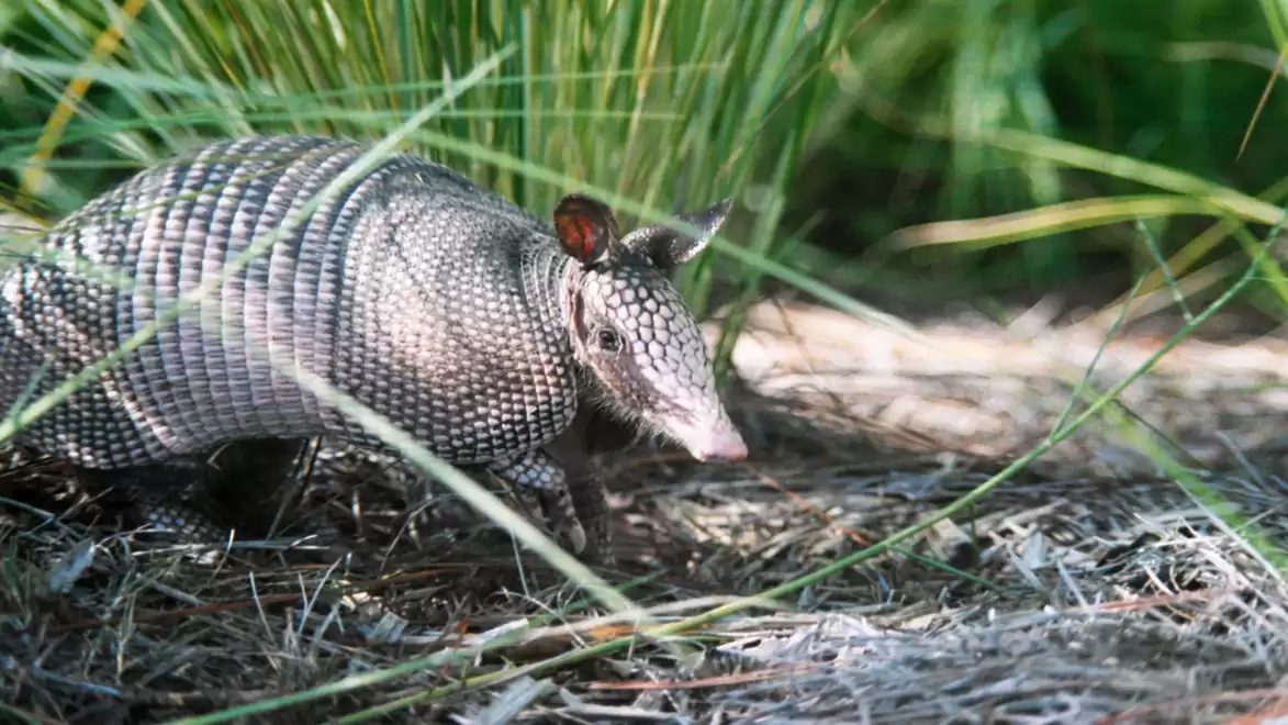 An armadillo with an armored body moves through grass and dense bushes in its natural habitat.