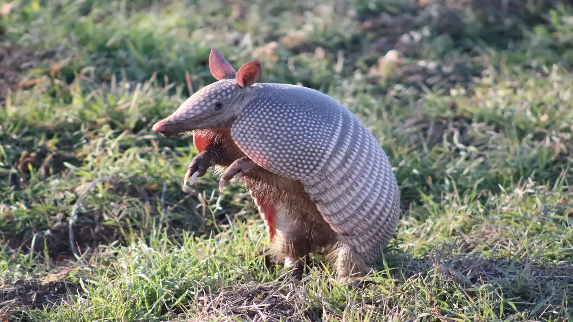 An armadillo in a natural setting on a green meadow.