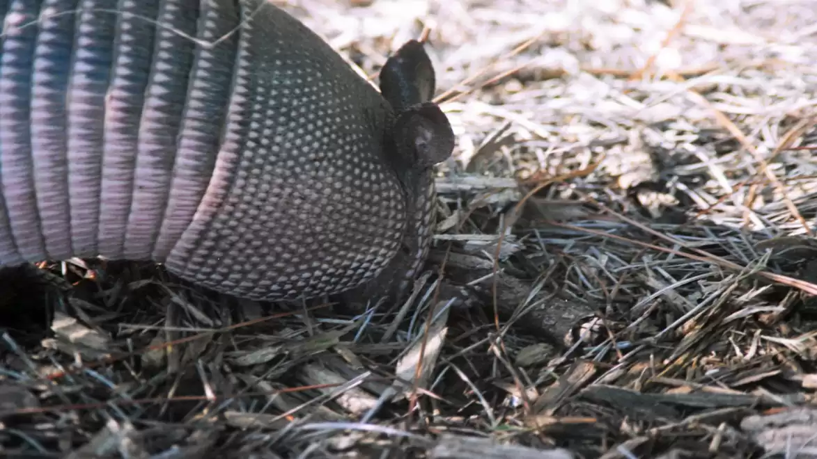 Close-up of an armadillo sniffing through leaves.