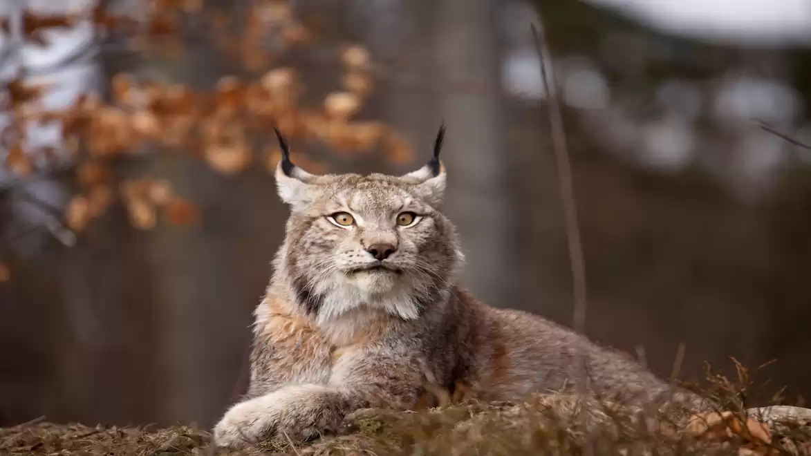 A lynx resting on a log, ears upright, with a blurred forest background.