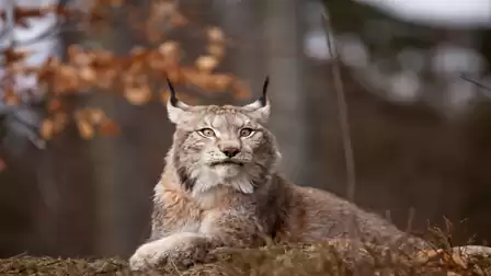 A lynx resting on a log, ears upright, with a blurred forest background.