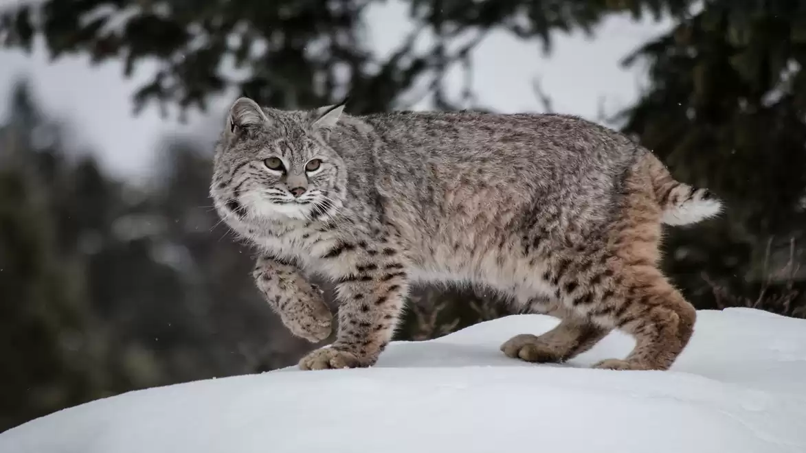 A lynx standing on a snow-covered ground with trees in the background.
