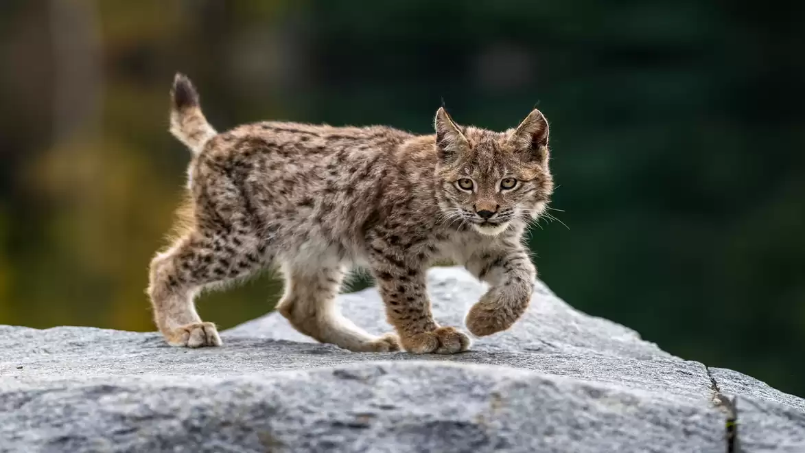 A young lynx walking over a rock in nature with a blurred background.
