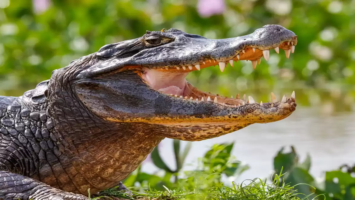 Close-up of a crocodile with an open mouth, surrounded by green vegetation.