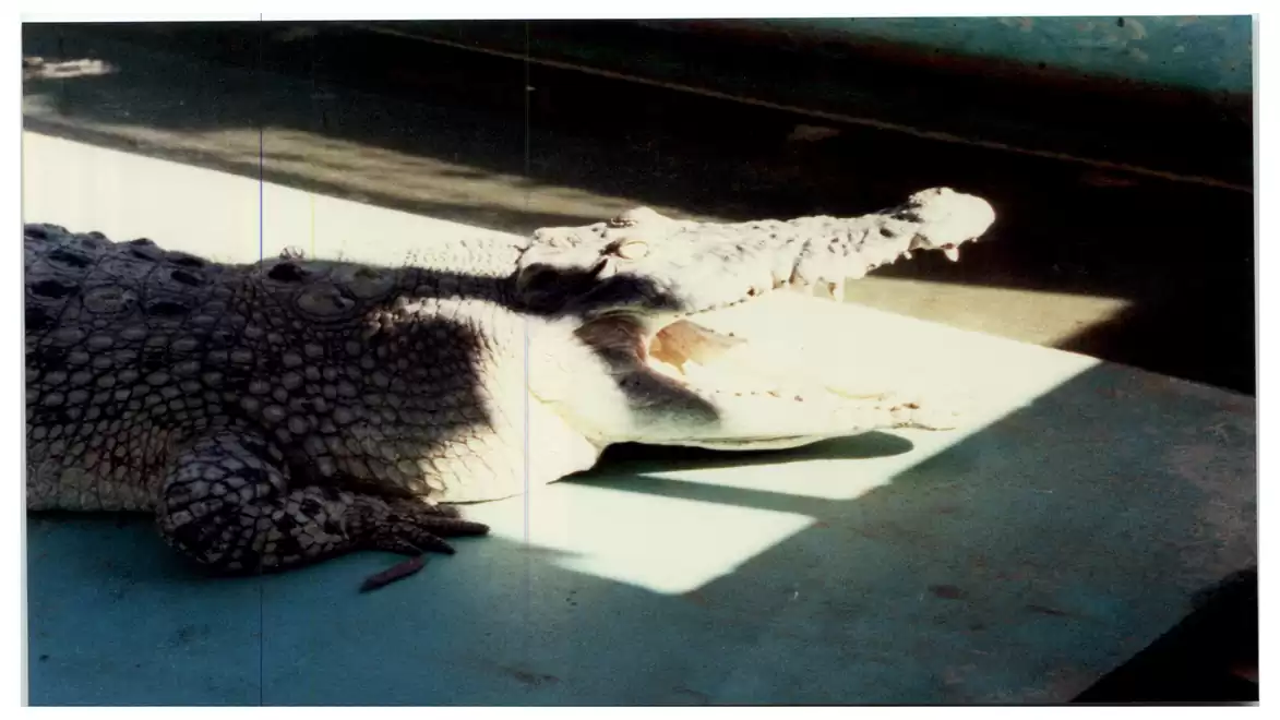 A crocodile basks in the sun with its mouth wide open, resting on a concrete floor.