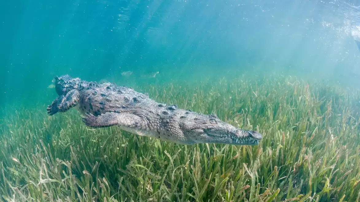 A crocodile swimming through underwater seagrass in clear blue water.
