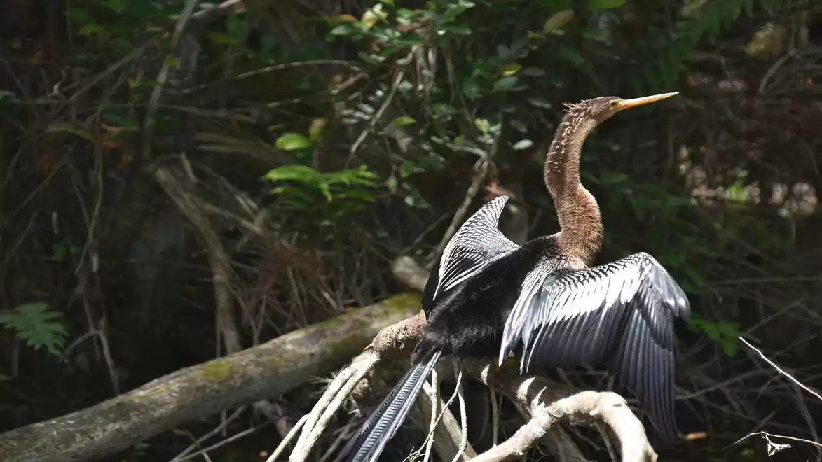 A bird sits on a branch in the forest with spread wings, surrounded by dense foliage.