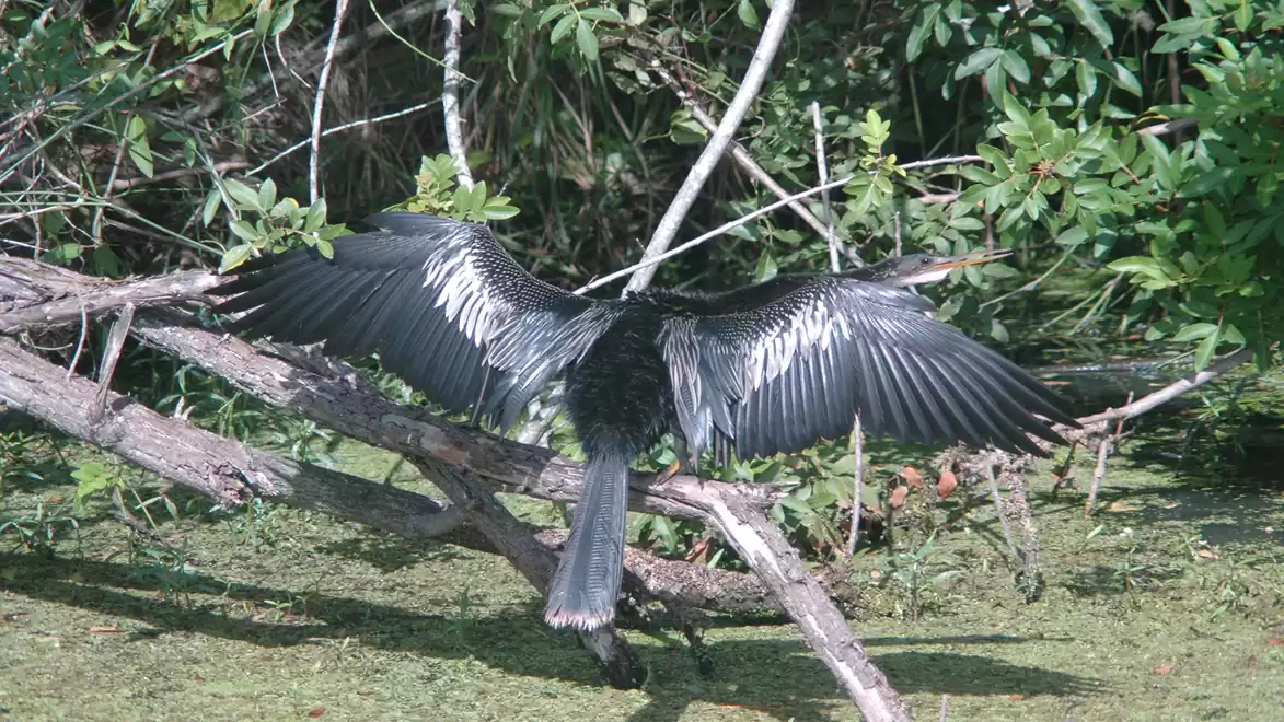 A bird with outstretched wings rests on a branch in a lush, green area.