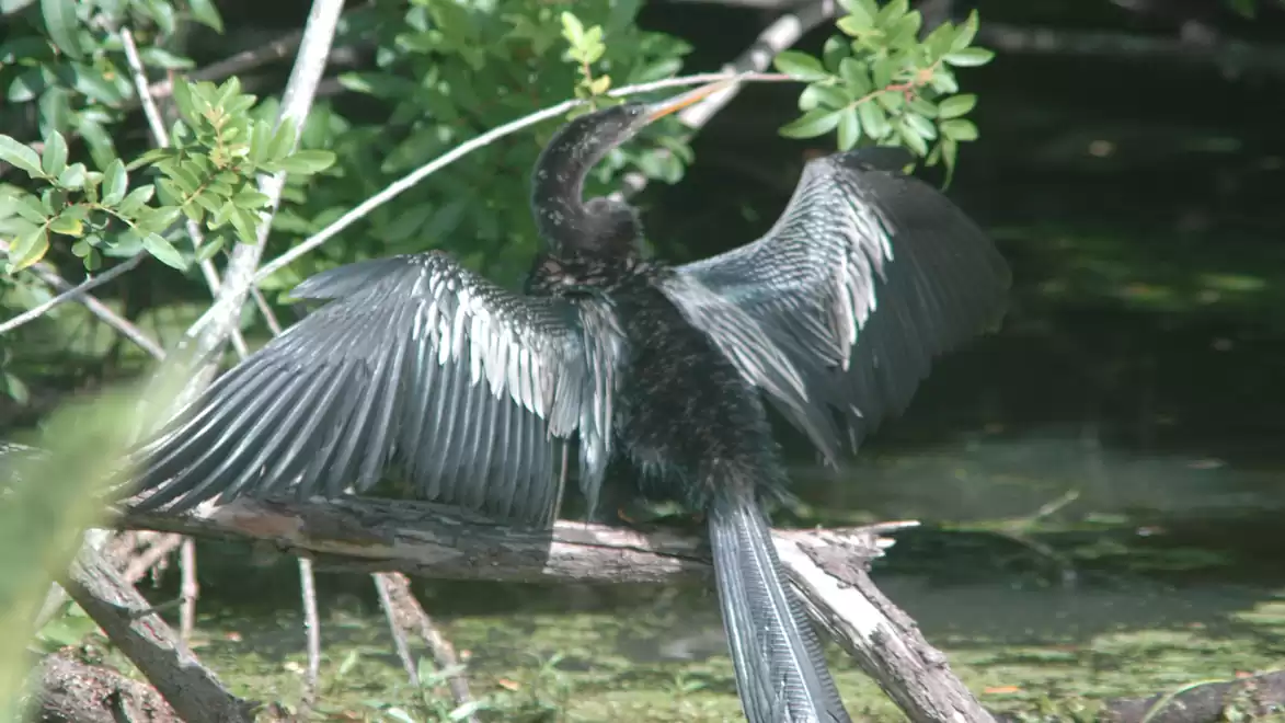 A bird with outstretched wings sits on a branch over a pond.