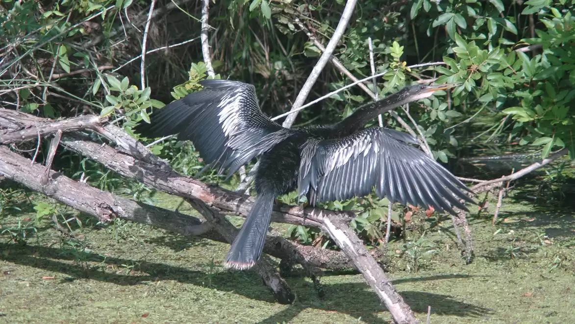 A bird with outstretched wings sits on a branch in a green forest area.
