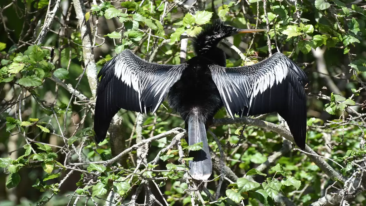 A bird with shiny black feathers spreads its wings in a green, densely wooded tree.