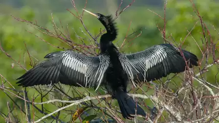 A cormorant sits on a branch, spreading its wings to dry. The background shows blurred green vegetation.