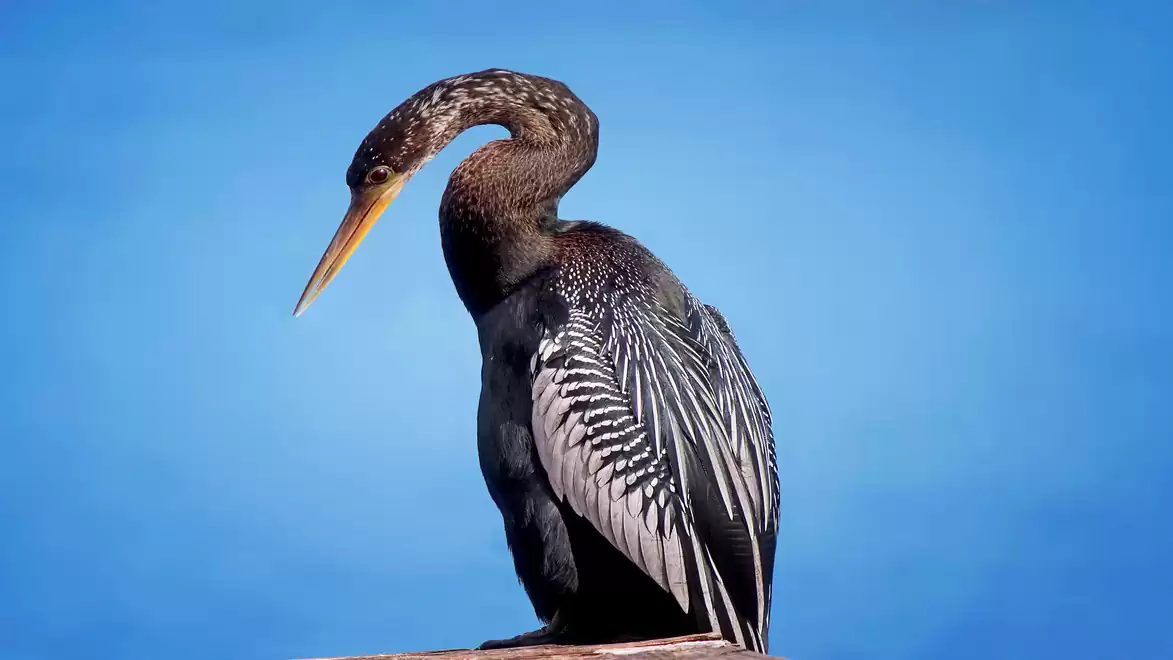 An elegant bird with a long neck and slender beak against a clear blue sky.