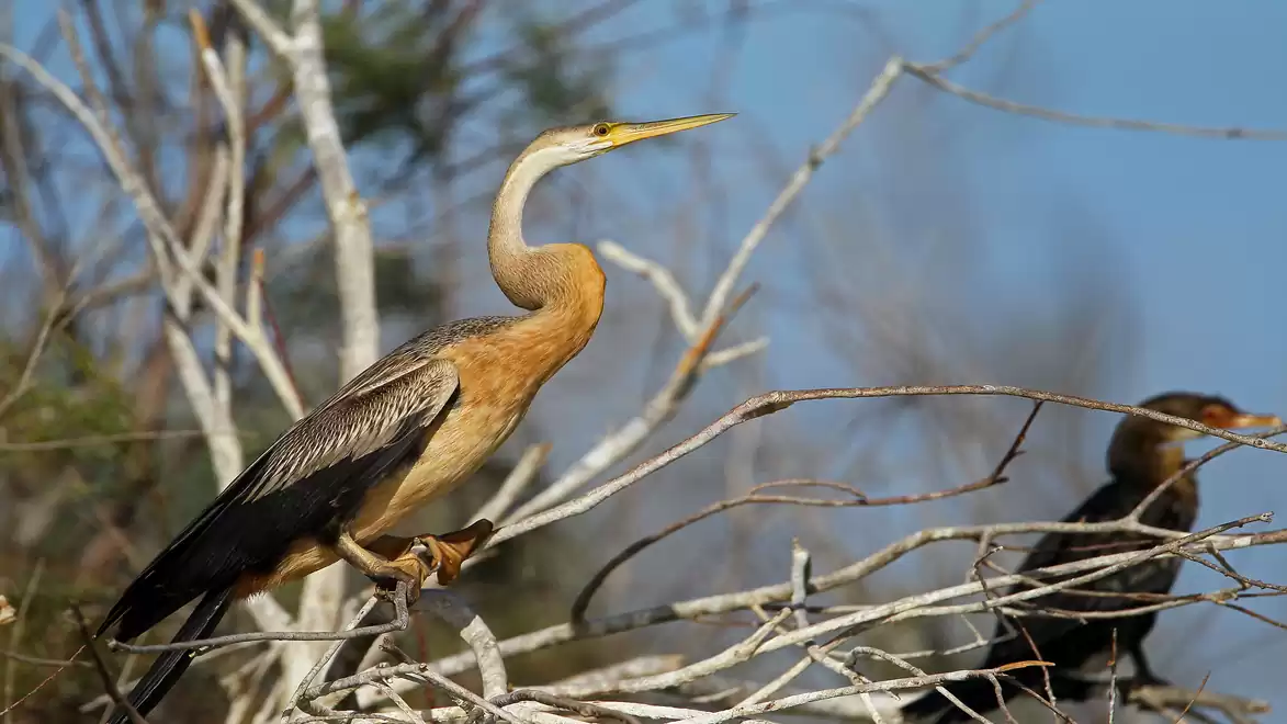 An elegant heron stands on a branch in a dense woodland area with a blue sky in the background.