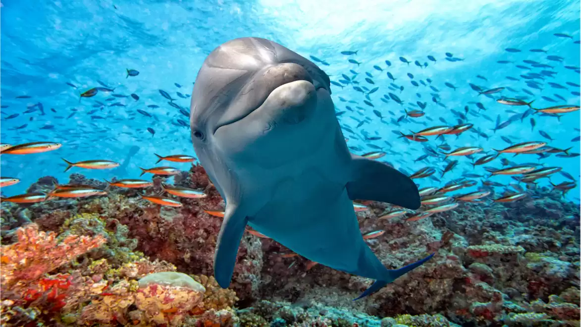 A dolphin swims in the clear blue ocean water, surrounded by colorful fish and vibrant coral.