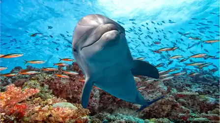 A dolphin swims in the clear blue ocean water, surrounded by colorful fish and vibrant coral.
