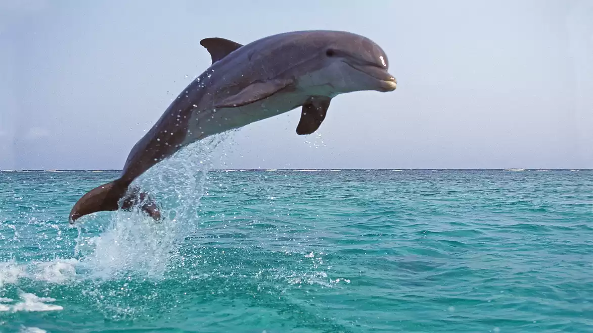 A dolphin elegantly jumps out of the turquoise sea into the air.