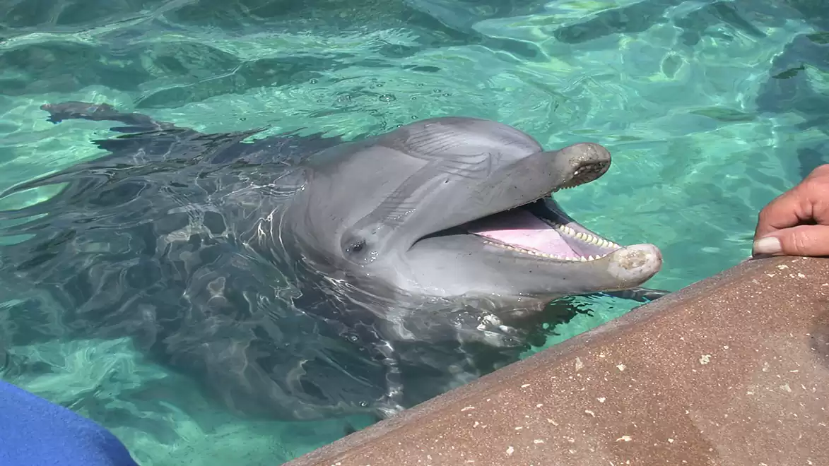 A dolphin swims in the clear water of a pool, joyfully opening its mouth while looking towards a hand at the edge of the pool.