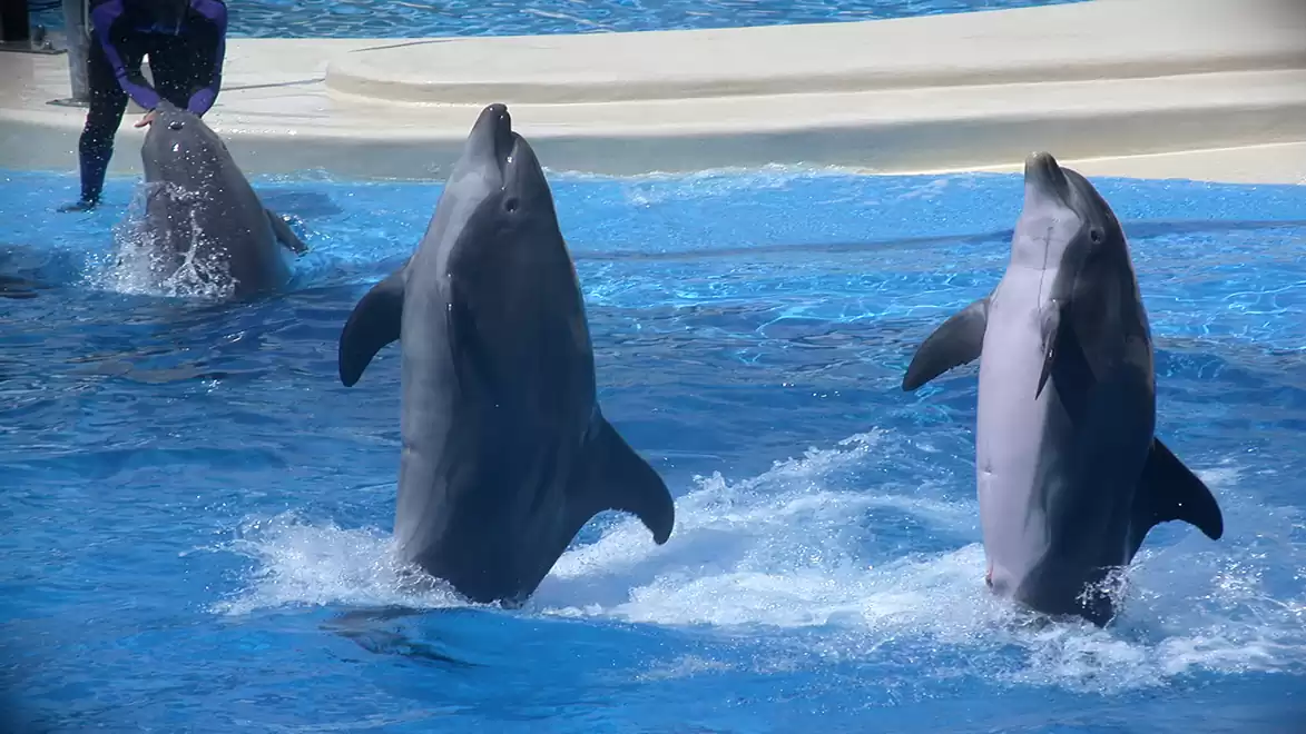 Three dolphins jump out of the water simultaneously during a show at an aquarium.