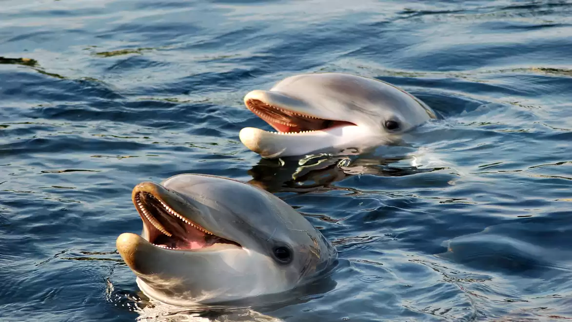 Two leaping dolphins in blue water with open mouths.