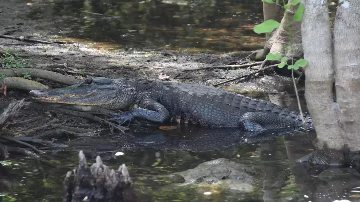 Alligator partially in water and partially on land in a shady swamp area.