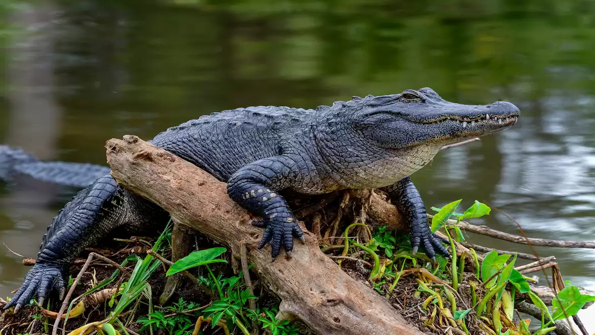 A large alligator lies on a fallen tree trunk in a swamp area, surrounded by green foliage and water.