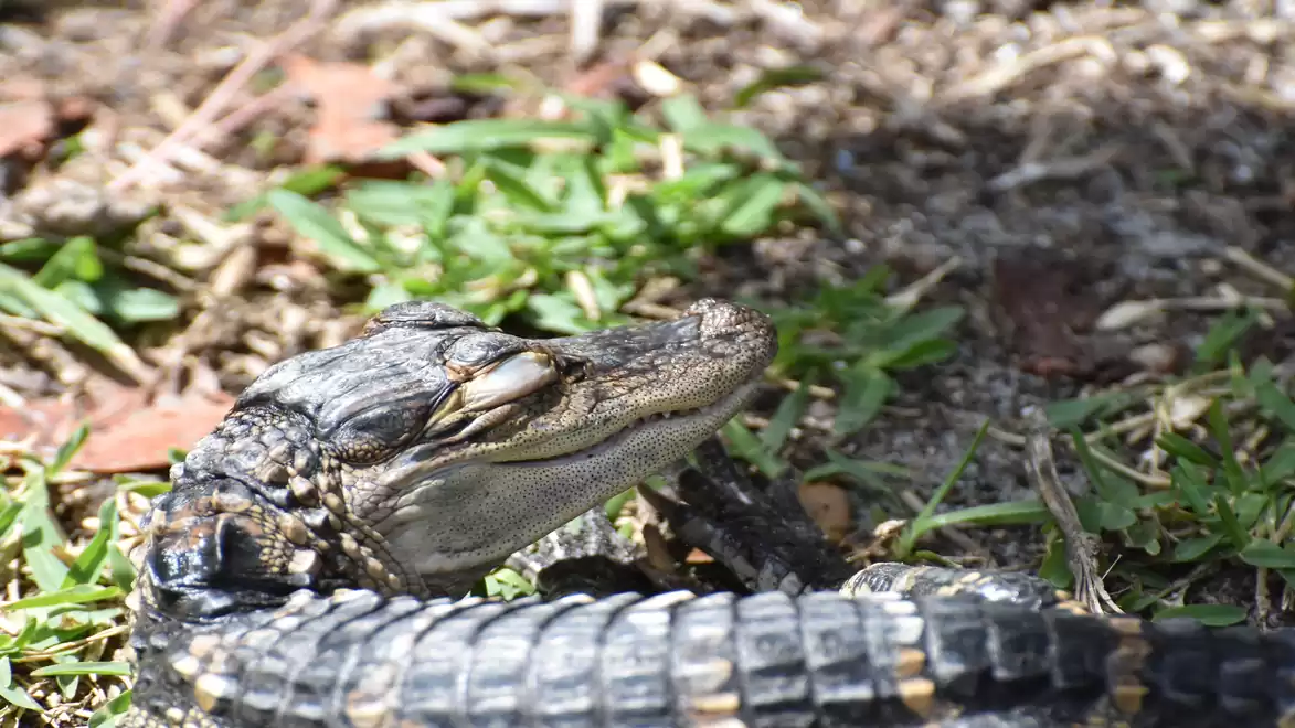 Alligator basking in the sun on a grassy and earthy surface, with closed eyes.