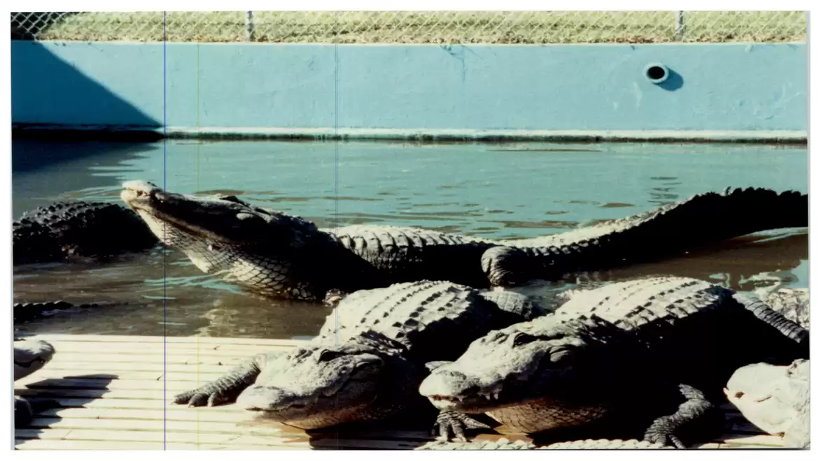 A dozen alligators bask on a wooden deck near a pool in a zoo enclosure.